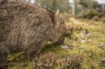 Adorable Large Wombat During The Day Looking For Grass To Eat Stock Photo