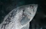 Isolated Image Of A Fish Looking In Camera Stock Photo