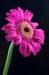 Pink Gerbera (asteraceae) Stock Photo