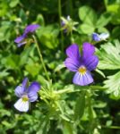 Heartsease Stock Photo