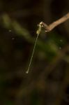 Southern Emerald Damselfly (lestes Barbarus) Insect Stock Photo