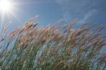 
Grass, Sky, Sun, Beautiful Late Stock Photo