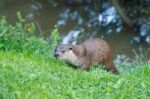 Eurasian Otter (lutra Lutra) Stock Photo