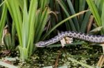 Common European Adder (vipera Berus) Stock Photo