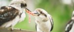 Kookaburras Fighting For Food During The Day Stock Photo