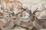 Rusa Deer Stock Photo