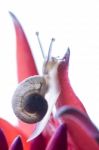 Snail On Red Flower Stock Photo