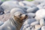 Sea Lion In Galapagos Islands Stock Photo