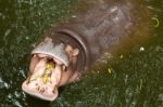 Hippopotamus Open Mouth In Water Stock Photo