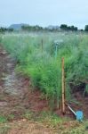 Asparagus Farm Stock Photo