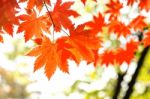 Maple Leaf In Autumn In Korea,autumn Background.(soft Focus) Stock Photo