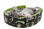 Baby White Tiger Laying In A Mattress Isolated Stock Photo