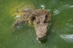 Crocodile Head With Closed Jaws Closeup Stock Photo