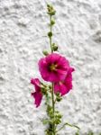 Hollyhock (alcea) Flowering In Southwold Suffolk Stock Photo