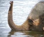 Isolated Photo Of A Couple Of Elephants Swimming Stock Photo