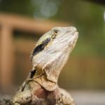 Water Dragon Outside During The Day Stock Photo