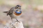 Bluethroat Stock Photo