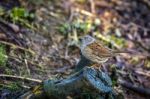 Hedge Accentor Stock Photo