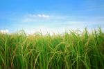 Rice Plantation Stock Photo