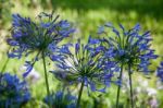 Blue Agapanthus (africanus) Stock Photo