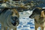 Alpha Male & Female Wolves Stock Photo