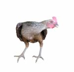 Hen Isolated On White Background Stock Photo