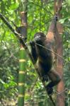 Wooly Monkey In The Amazonia Of Ecuador Stock Photo