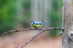 Blue Tit Bird Sitting On A Stump Stock Photo