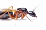 Black Carpenter Ant (camponotus Pennsylvanicus) Stock Photo