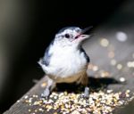 Beautiful Isolated Photo With A Funny White-breasted Nuthatch Bird Stock Photo