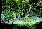 Bluebells Into The Woods Stock Photo