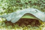 Stingray Fish In The Reef Near Caye Caulker In Belize Stock Photo