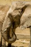 African Elephant On A Zoo Stock Photo