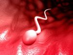 Sperm Stock Photo