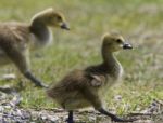 Beautiful Image With A Pair Of Chicks Of The Canada Geese Stock Photo