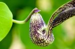 Exotic Flower Shaped Like A Chicken Stock Photo