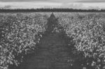 Cotton Field In The Countryside Stock Photo