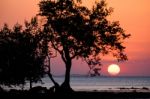 Trees Silhouette Sunset Stock Photo