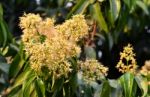 Lychee Flower Stock Photo