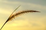 Close-up Of Grass Flower On Morning Stock Photo