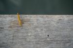 Dragonfly On Wooden Floor. Top View Stock Photo