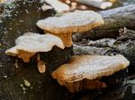 Three Toadstools On A Stump Stock Photo