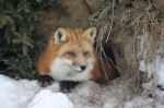 Red Fox In Den Stock Photo