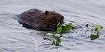 Beautiful Isolated Picture Of A Beaver Eating Leaves In The Lake Stock Photo