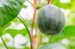 Small Japan Melon (honeydew Melon) In Farm Stock Photo