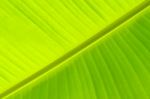 Background By Green Leaves And Banana Leaf Stock Photo