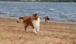 Puppy Collie On The Beach Pet Friendly Stock Photo