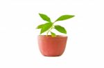 Sapling In Pot Stock Photo