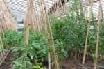 Plantation Of Tomatoes In The Organic Garden Stock Photo