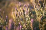 Beautiful Deep Purple Lavender Plants In Nature Stock Photo